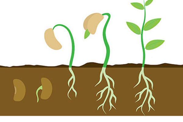 Kako raste seme? Delovni list