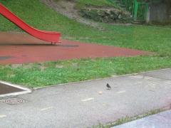 FormatFactoryIMG 8250